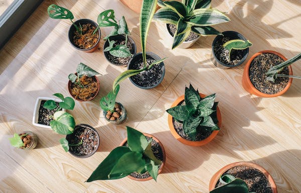 best indoor plants