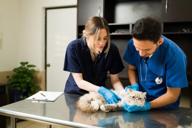 Animal Clinics Invaluable