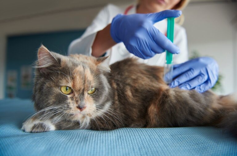 Preventing Zoonotic Diseases